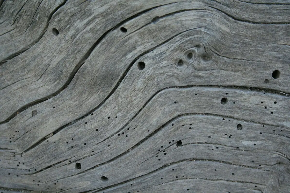 Houtworm in haardhout. Herkennen, voorkomen en bestrijden
